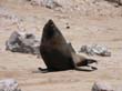 Cape Cross - Namibie - otaries a fourrure (11)